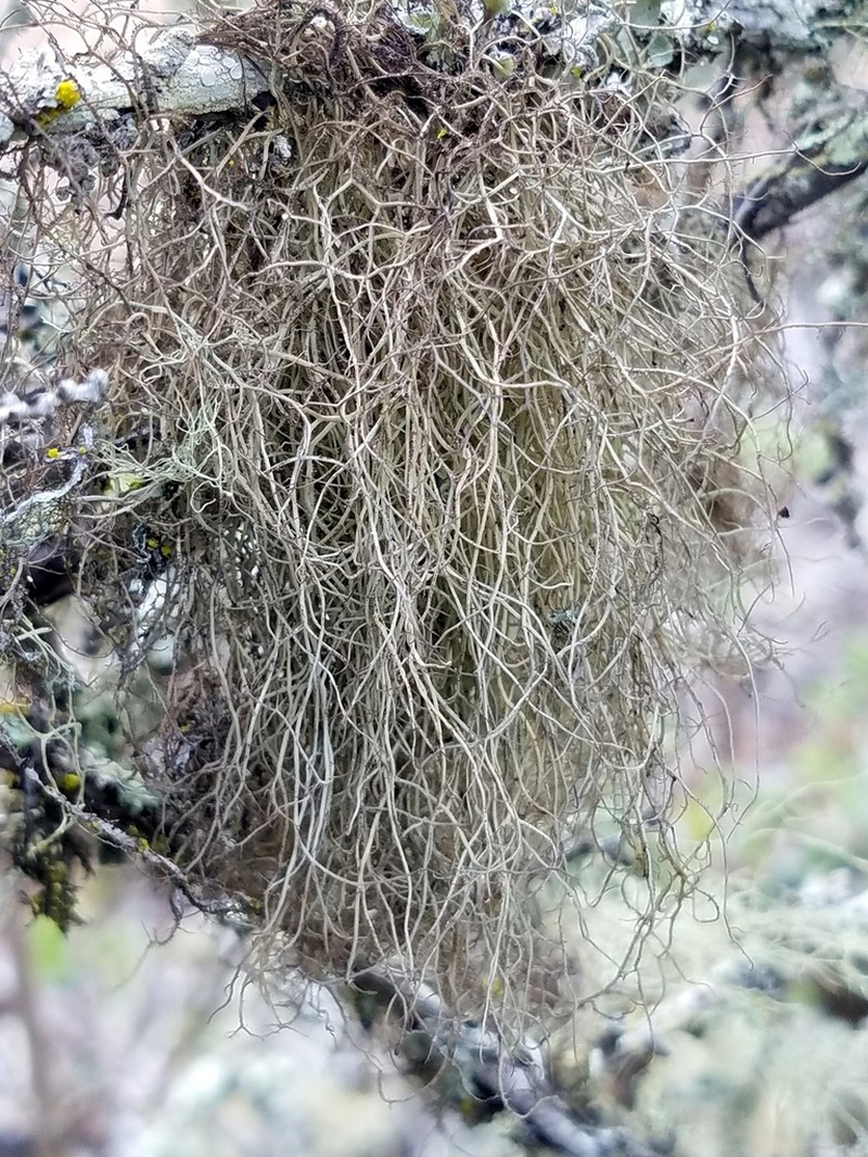 Sulcaria Lichen photo 7