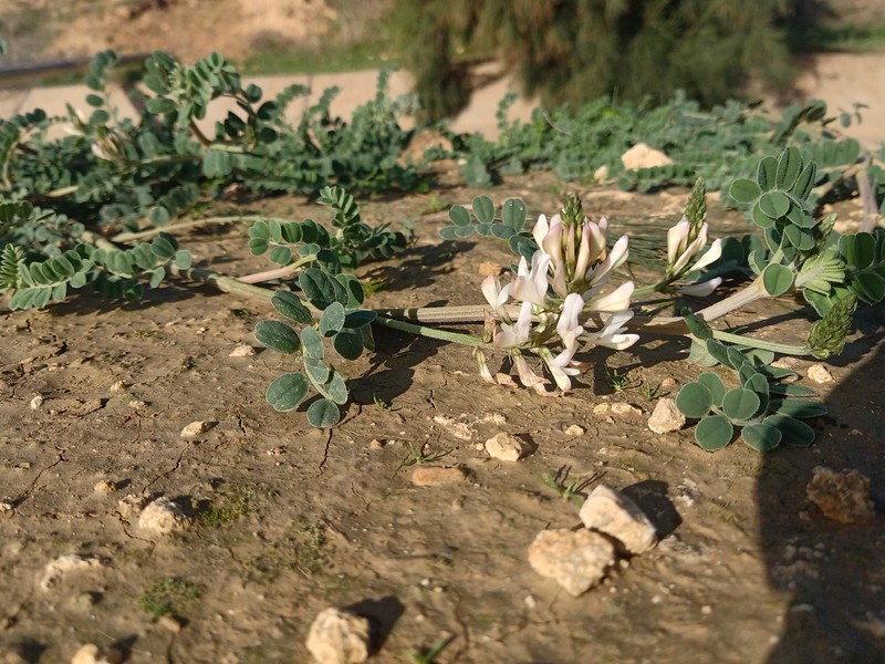 Sulla aculeolata subsp. aculeolata