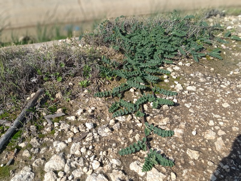Sulla aculeolata subsp. aculeolata photo 2