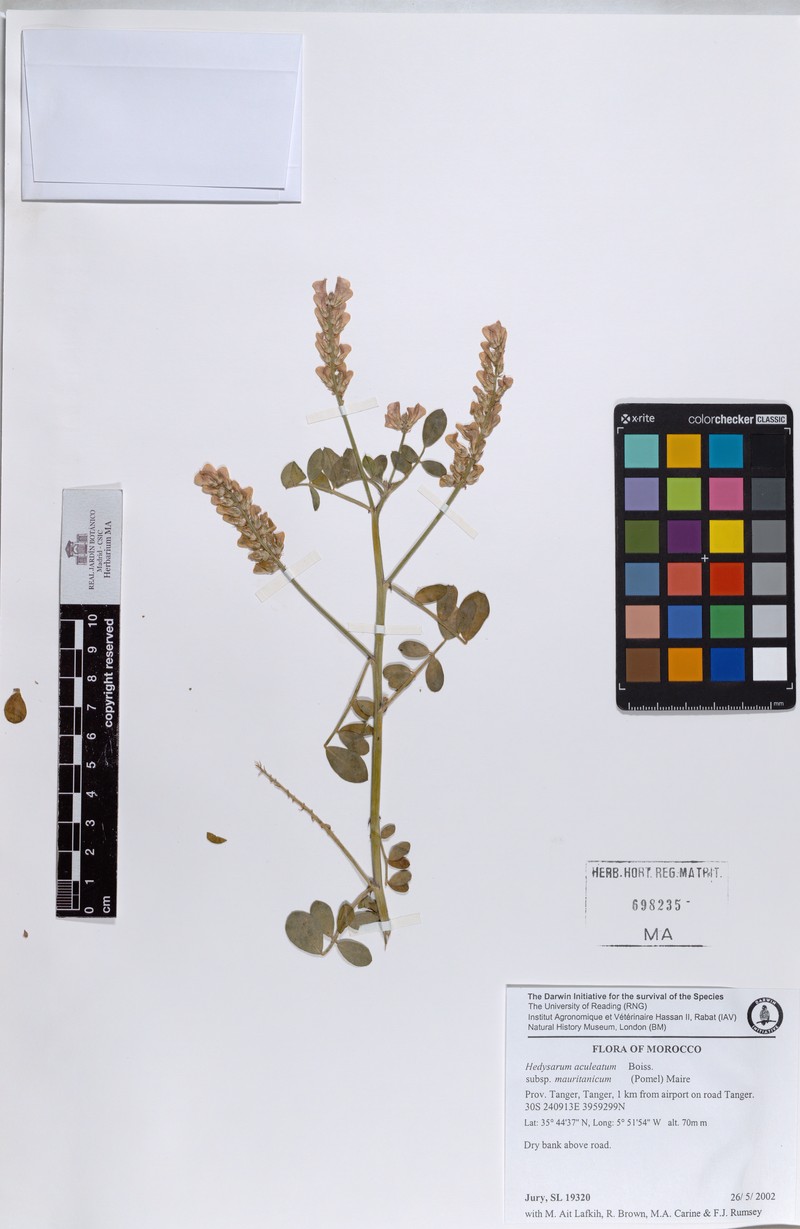 Sulla aculeolata subsp. mauritanica