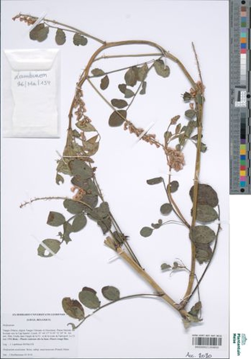 Sulla aculeolata subsp. mauritanica photo 2