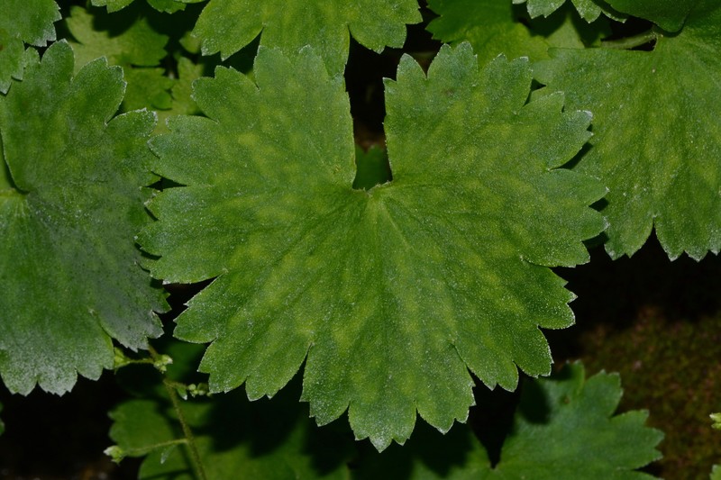 Hapeman's Coolwort photo 2