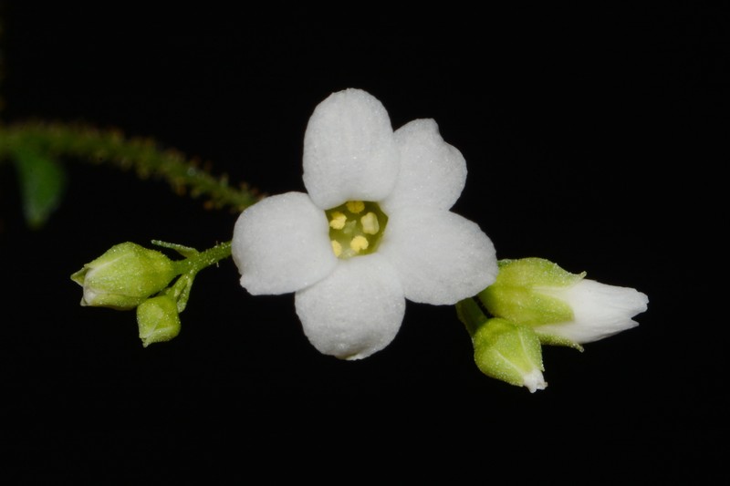 Hapeman's Coolwort photo 3