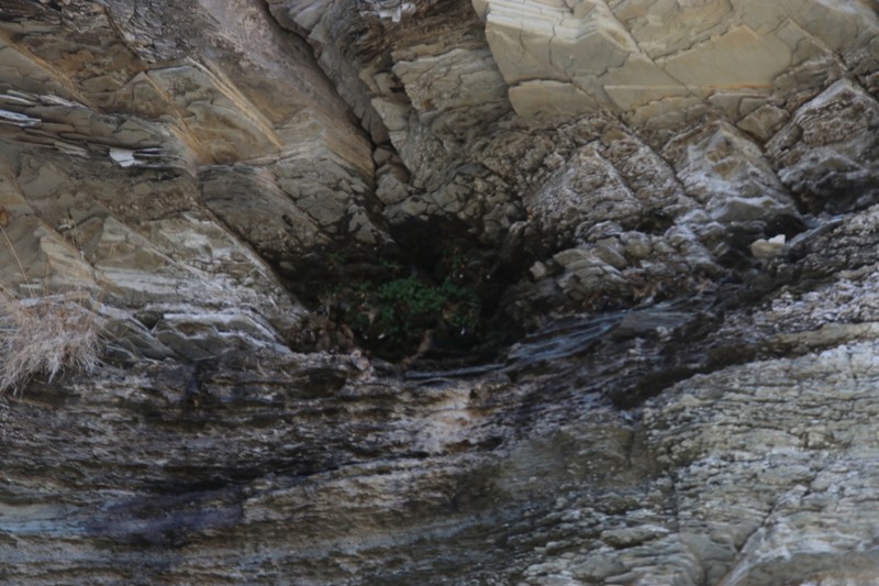 Hapeman's Coolwort photo 6