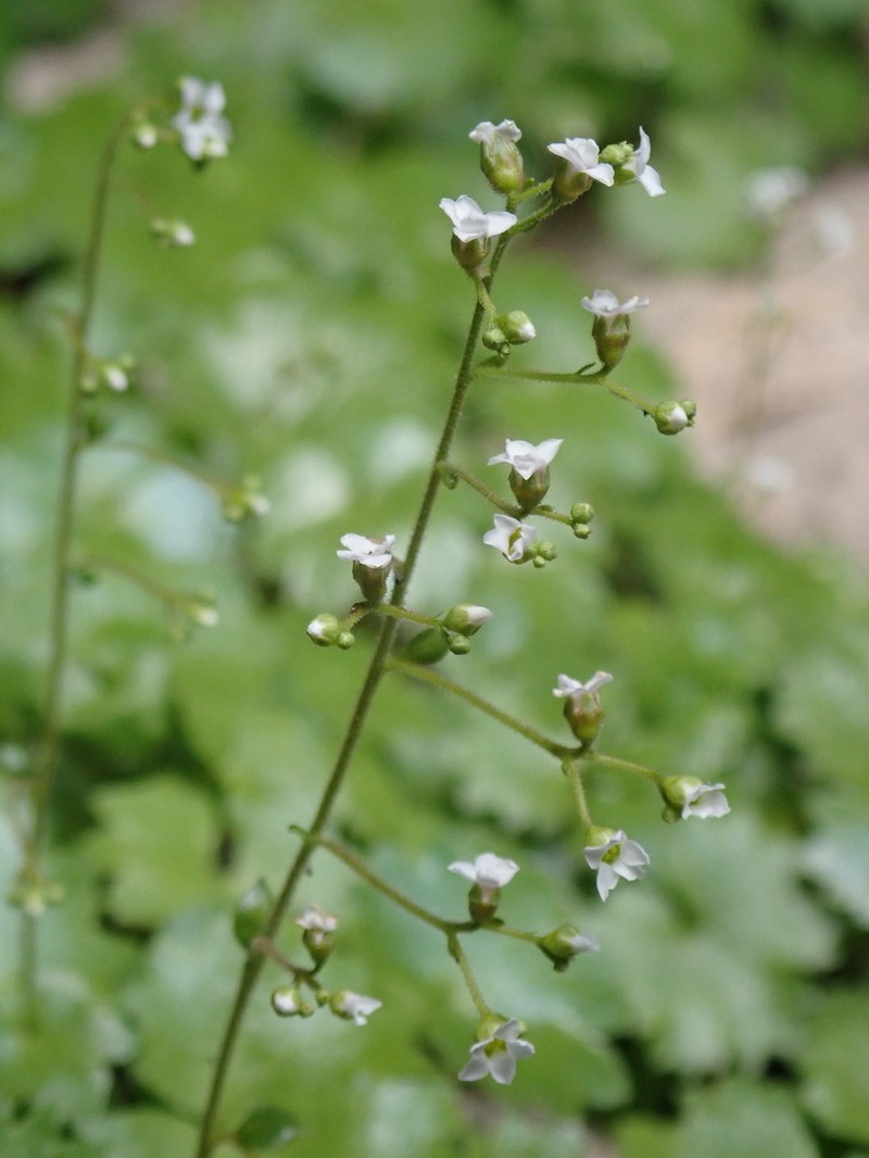 Hapeman's Coolwort photo 7