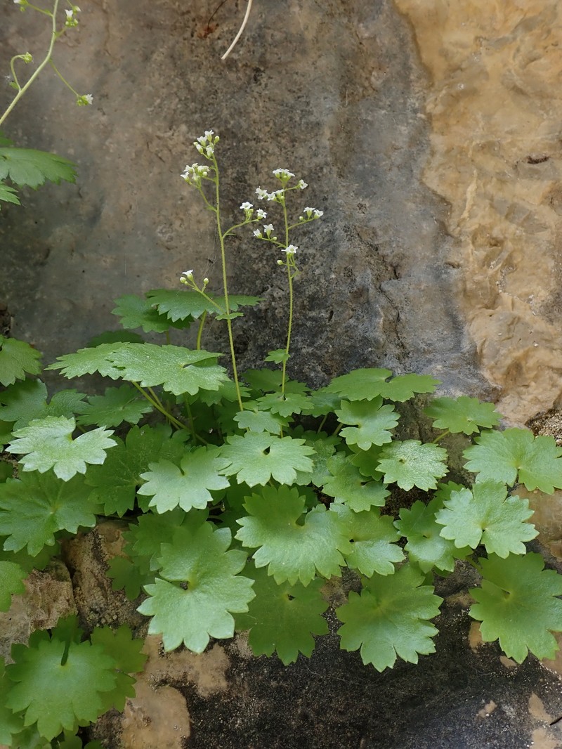 Sullivantia hapemanii var. hapemanii