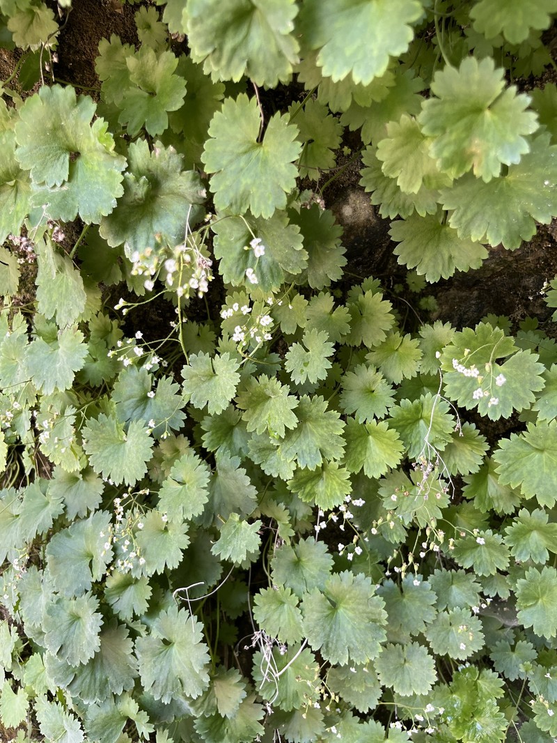 Sullivantia hapemanii var. purpusii photo 6