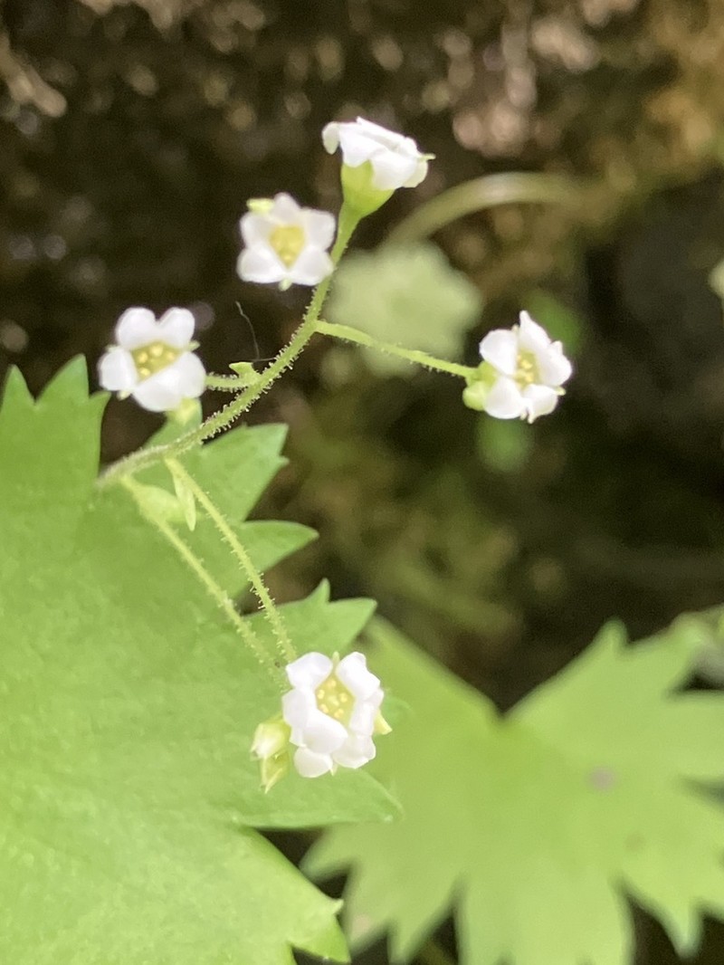 Oregon Coolwort