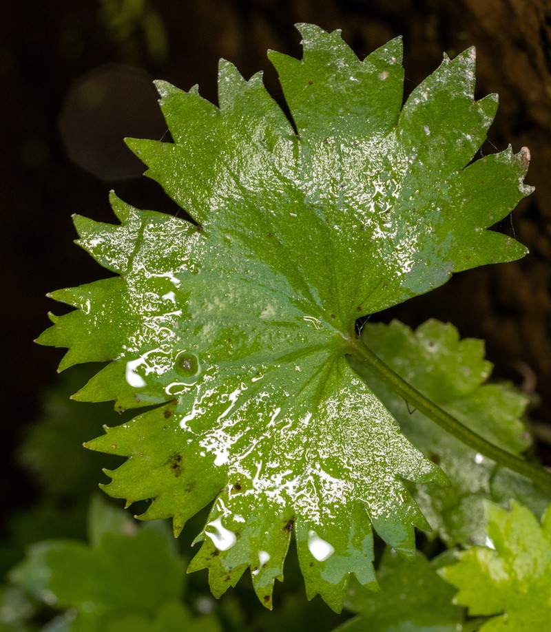 Oregon Coolwort photo 2
