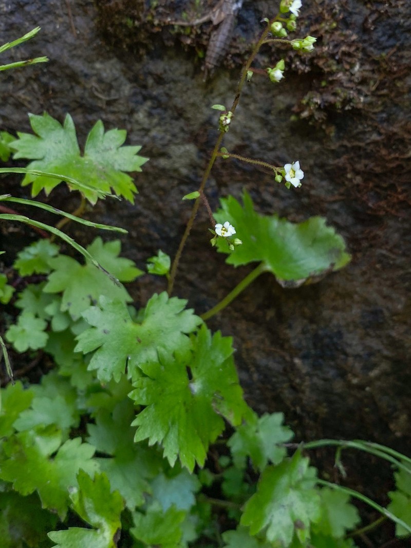 Oregon Coolwort photo 3