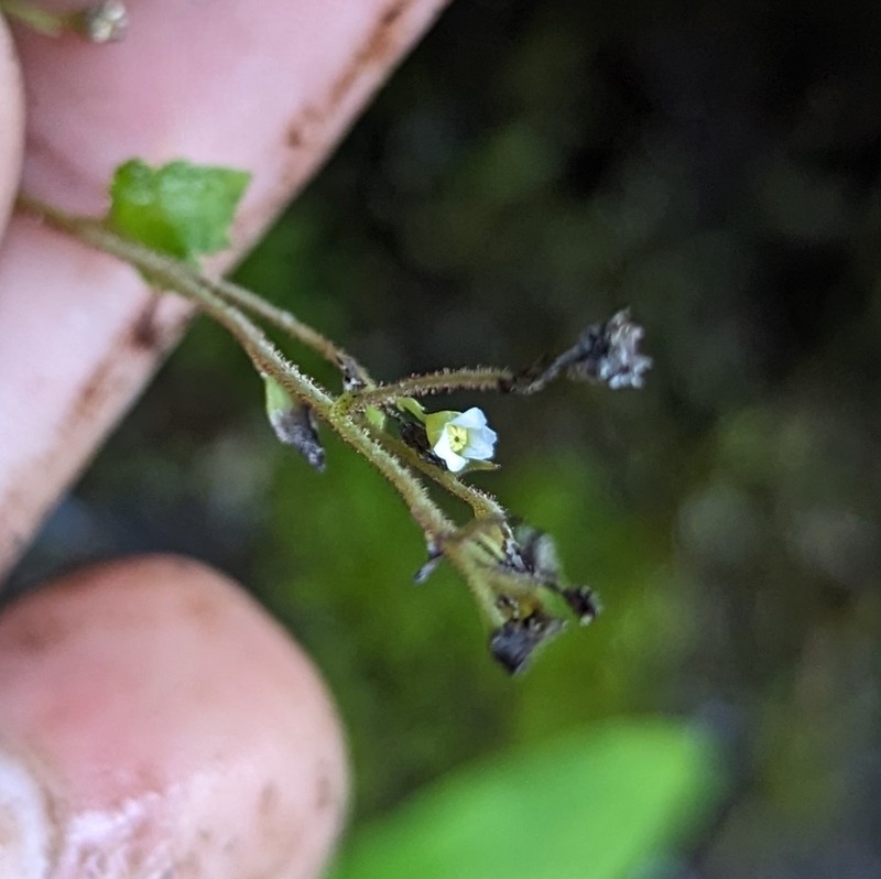 Oregon Coolwort photo 4