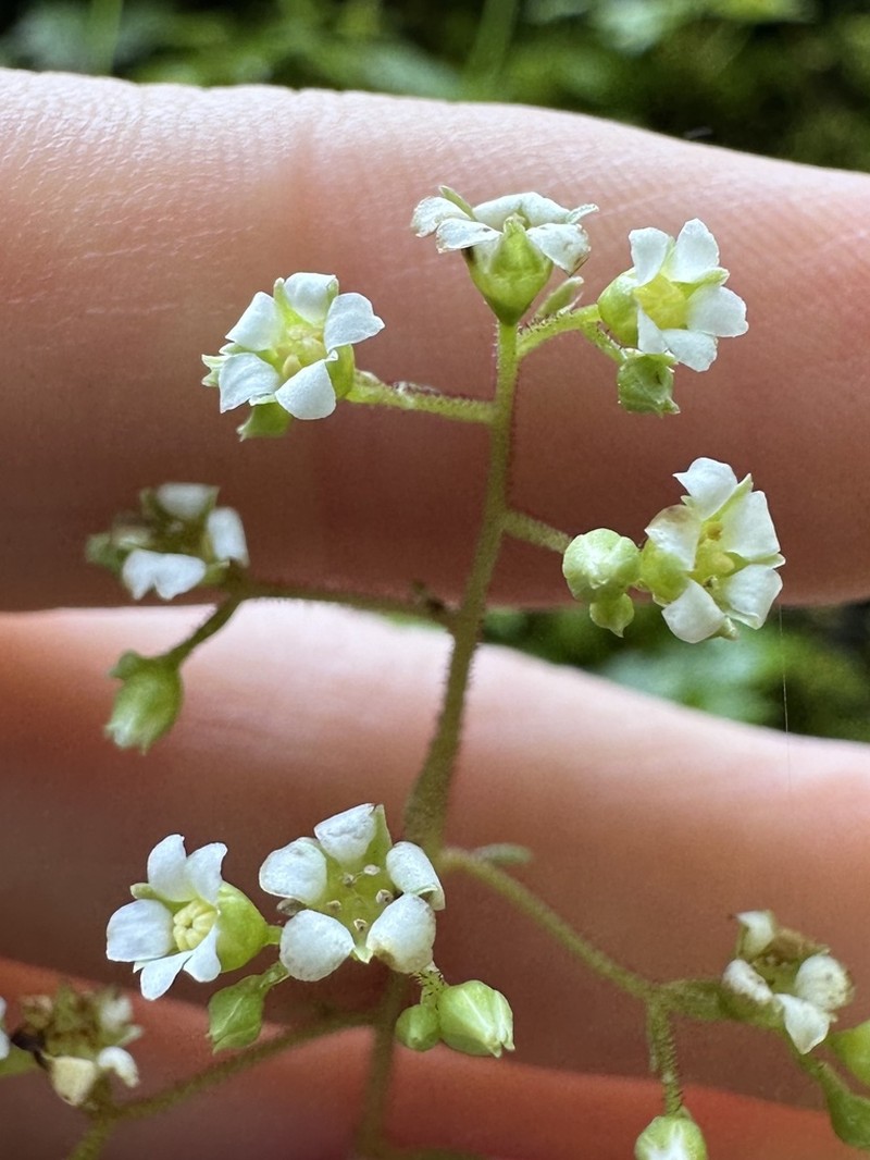 Oregon Coolwort photo 5