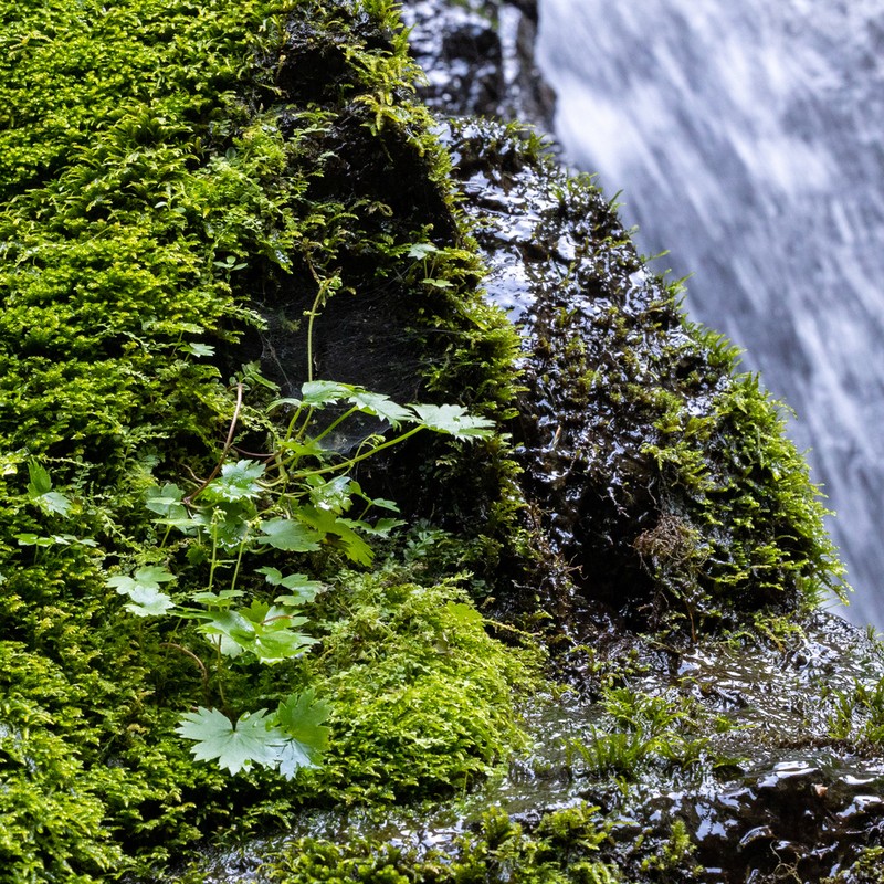Oregon Coolwort photo 6