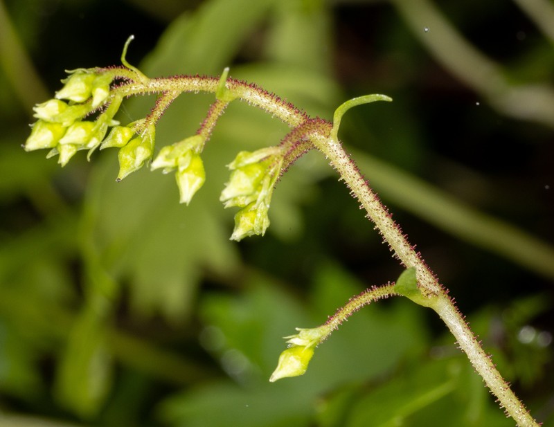 Oregon Coolwort photo 7