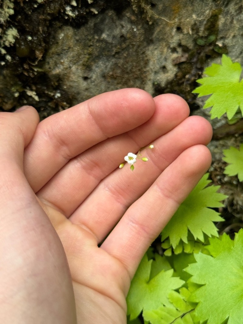 Oregon Coolwort photo 8