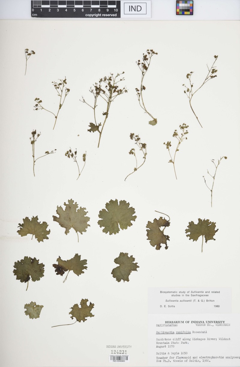Sullivantia renifolia photo 2