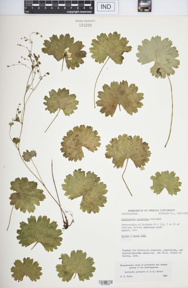 Sullivantia renifolia photo 3