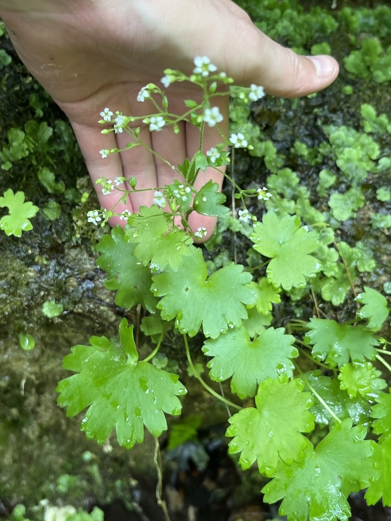 Sullivant's Coolwort