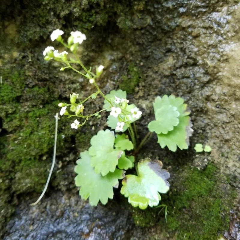 Sullivant's Coolwort photo 2