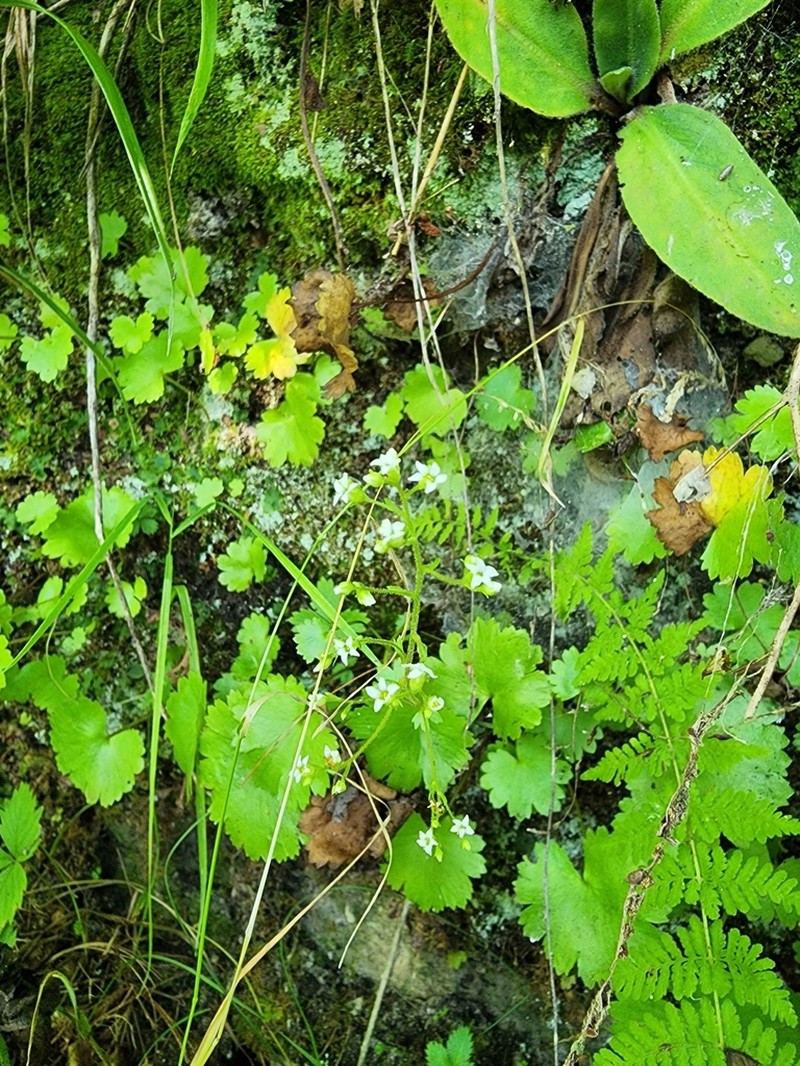 Sullivant's Coolwort photo 3