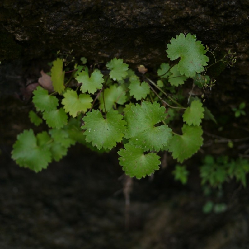 Sullivant's Coolwort photo 4
