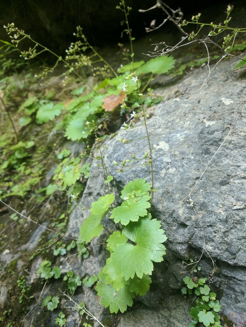 Sullivant's Coolwort photo 5