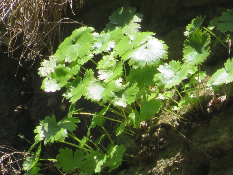 Sullivant's Coolwort photo 6