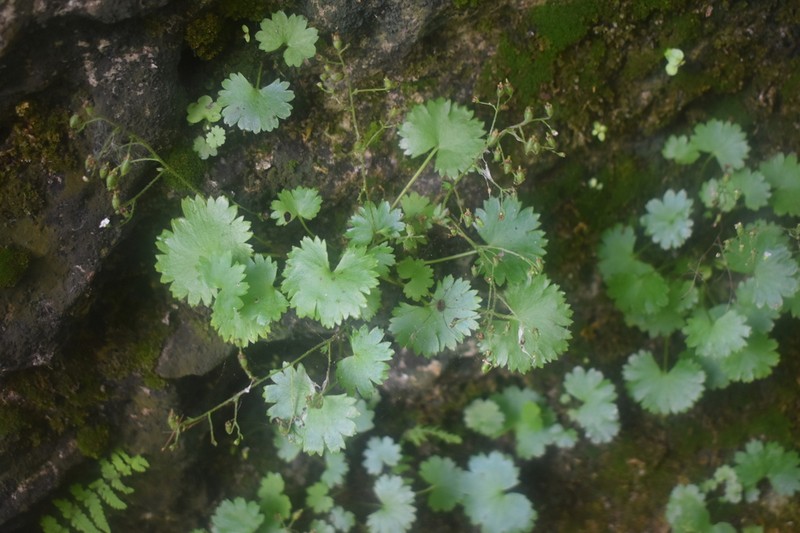 Sullivant's Coolwort photo 7