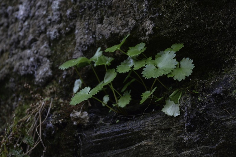 Sullivant's Coolwort photo 8