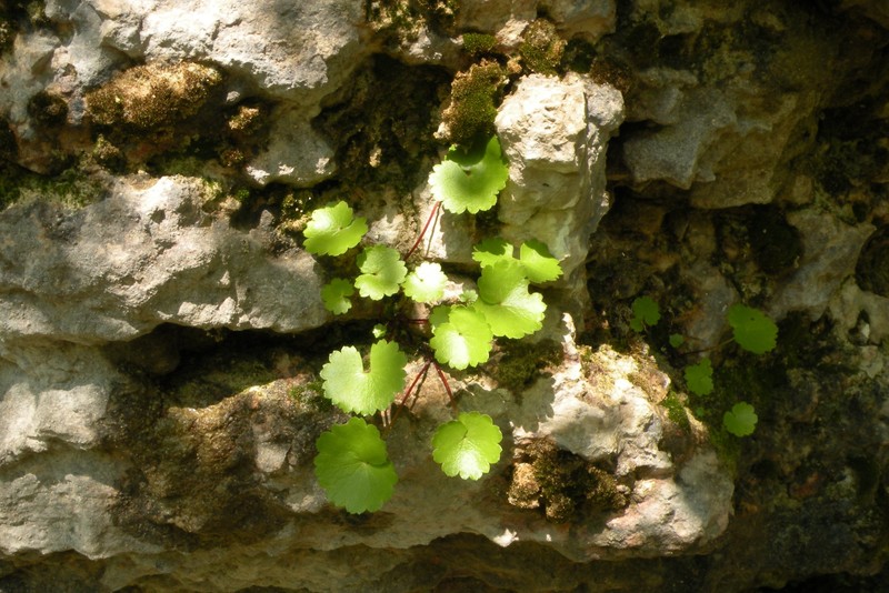 Sullivant's Coolwort photo 2