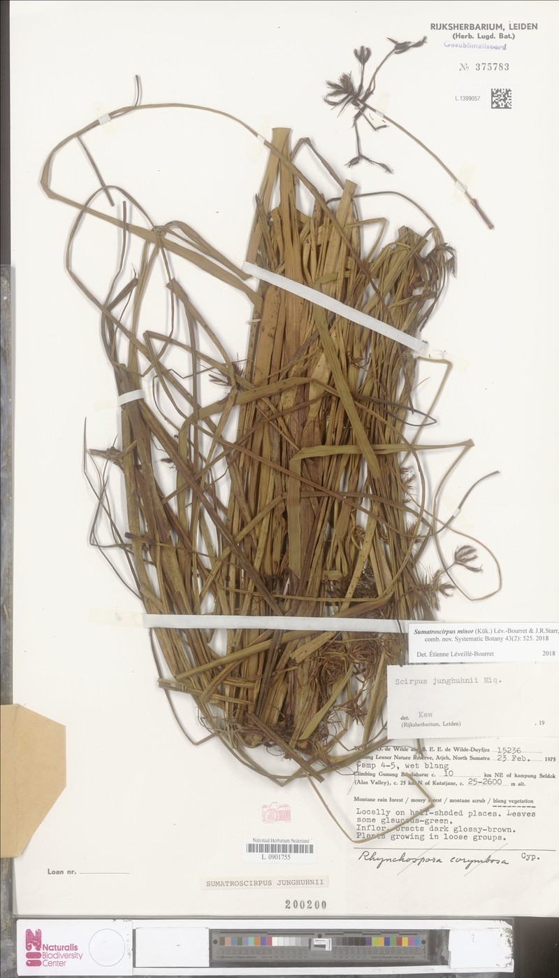 Sumatroscirpus minor