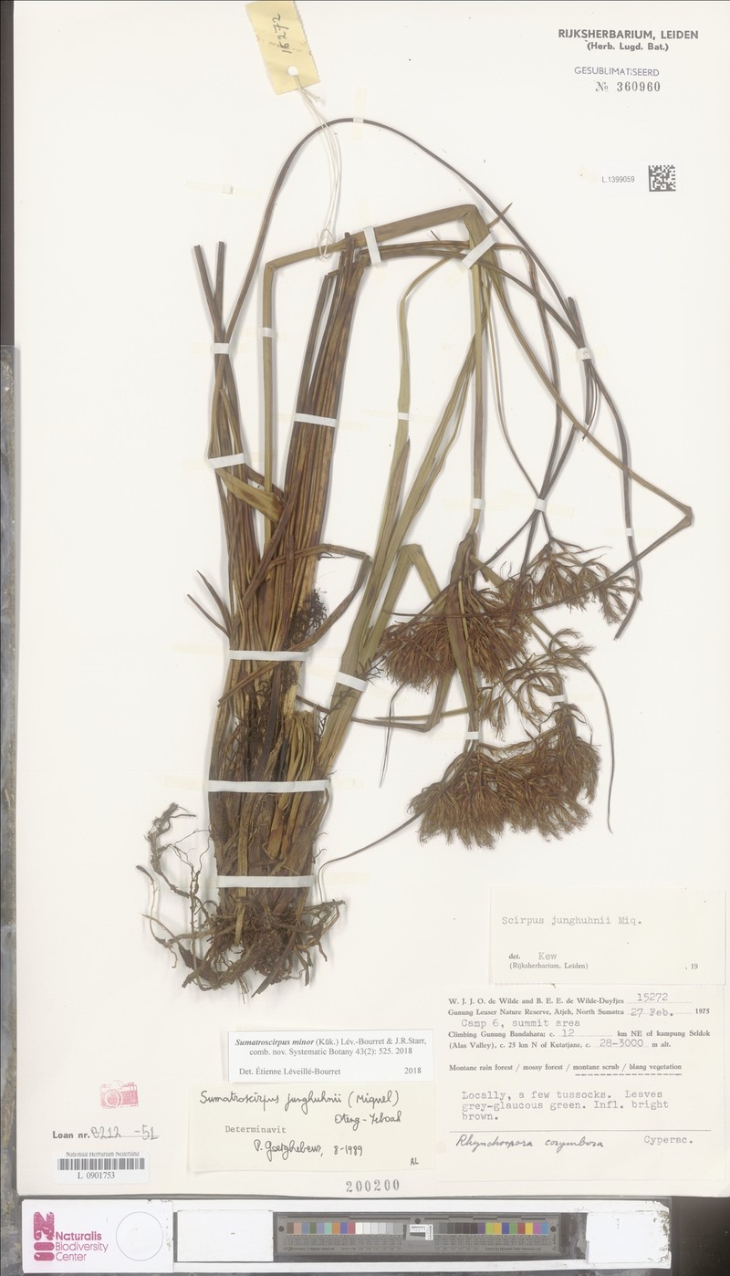 Sumatroscirpus minor photo 2