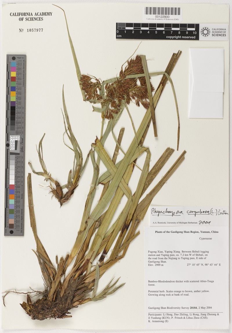 Sumatroscirpus rupestris