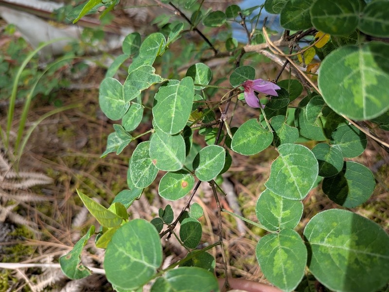 Sunhangia calliantha