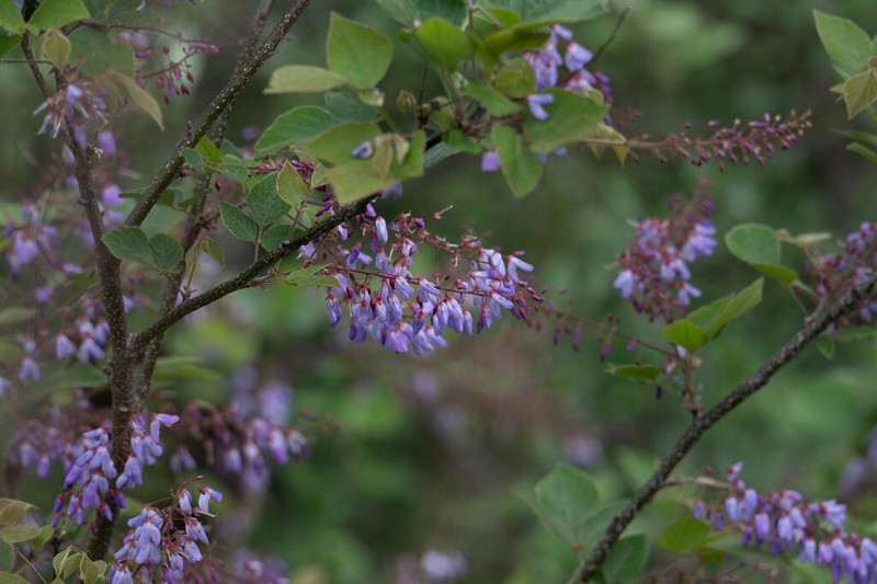 Sunhangia calliantha photo 2