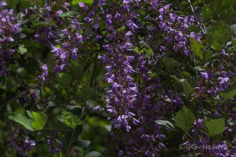 Sunhangia calliantha photo 3