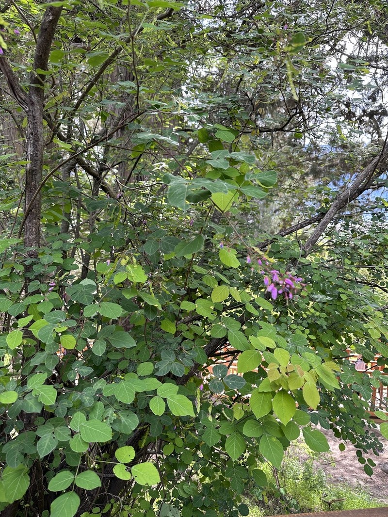 Sunhangia calliantha photo 4