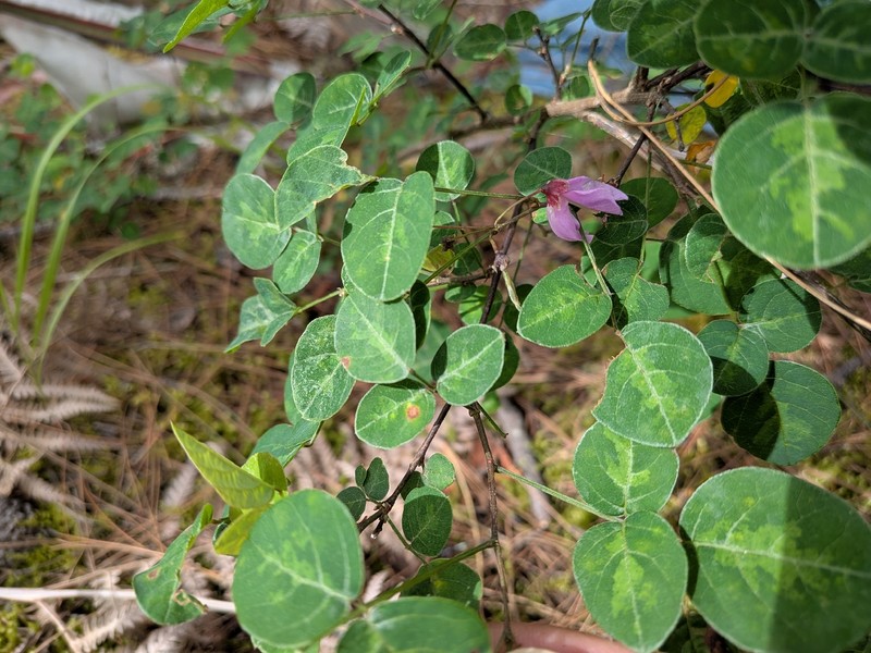 Sunhangia calliantha photo 6
