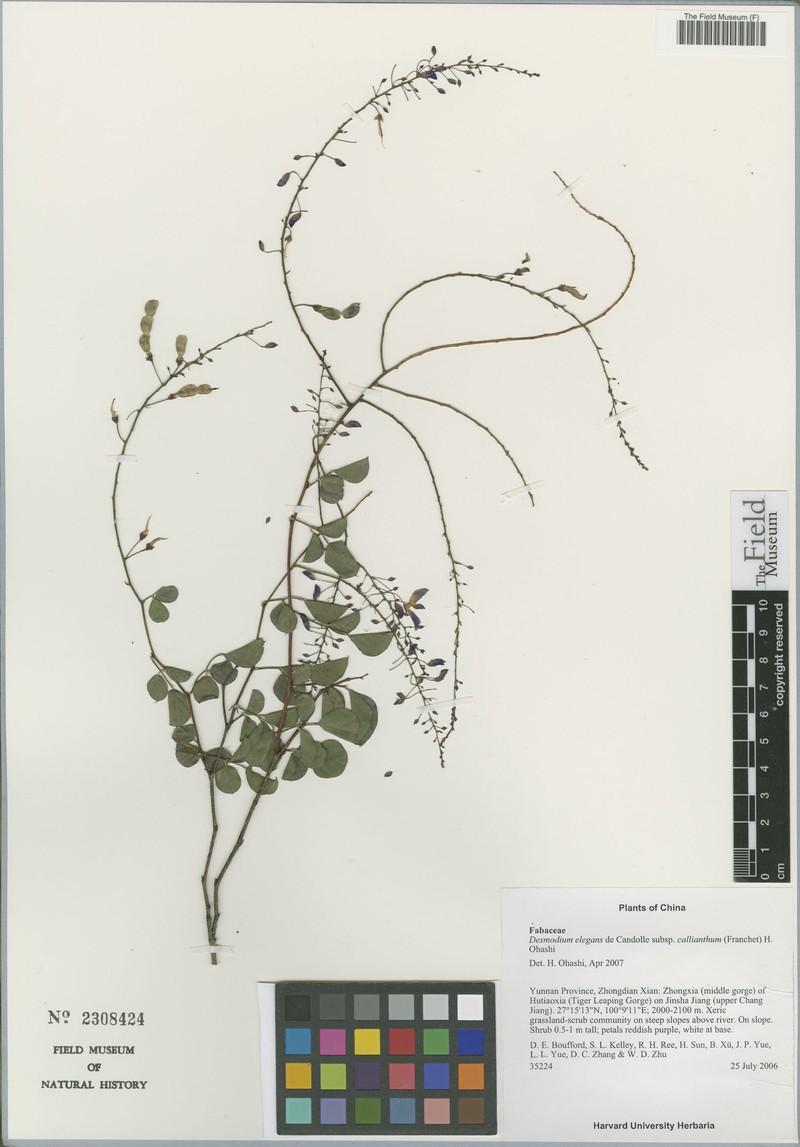 Sunhangia calliantha photo 7