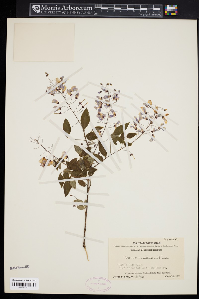 Sunhangia calliantha photo 8