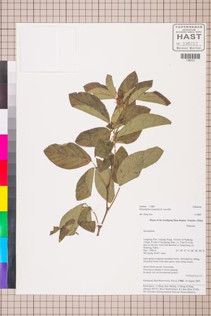 Sunhangia elegans var. elegans