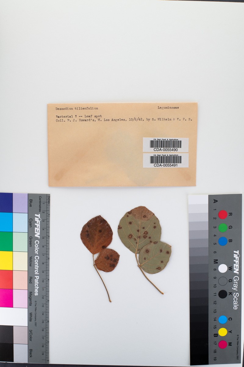 Sunhangia elegans var. elegans photo 2