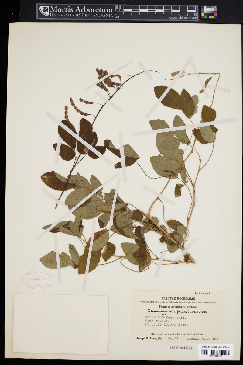 Sunhangia elegans var. elegans photo 3