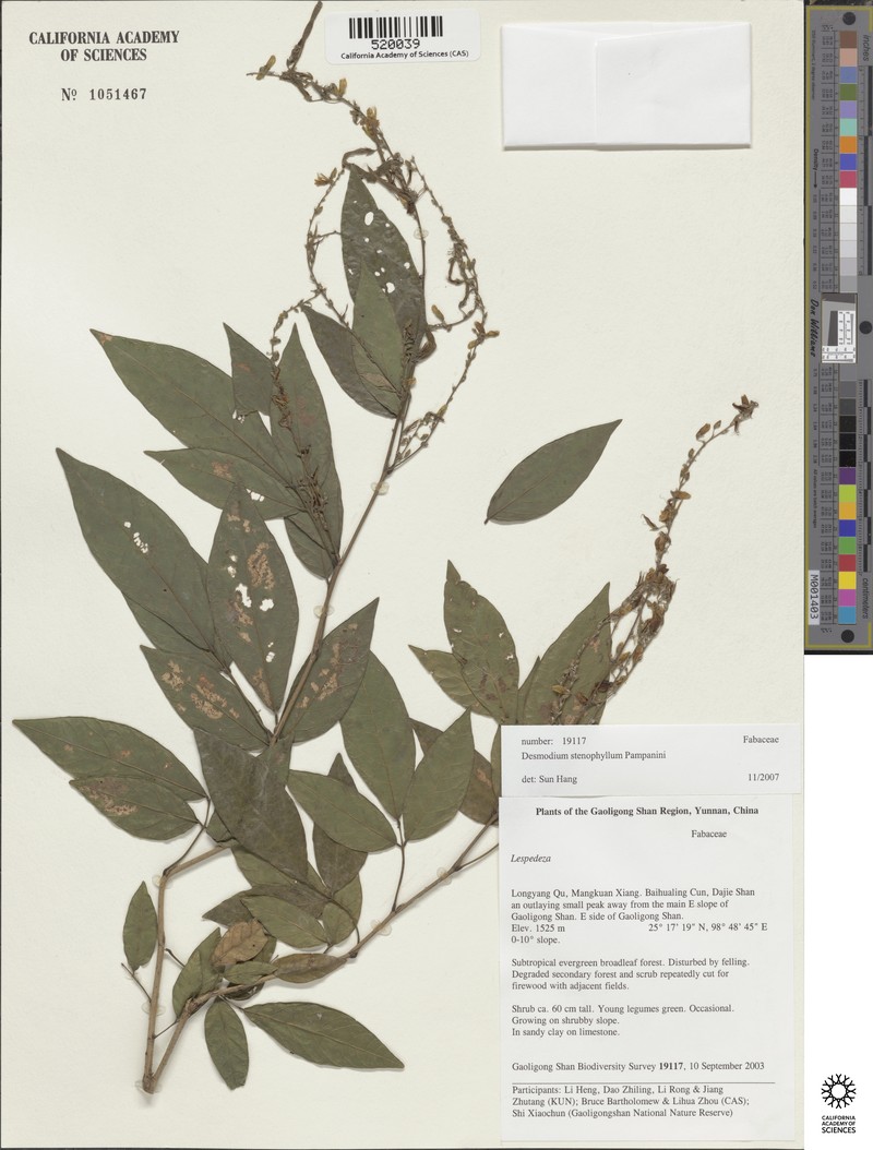 Sunhangia stenophylla