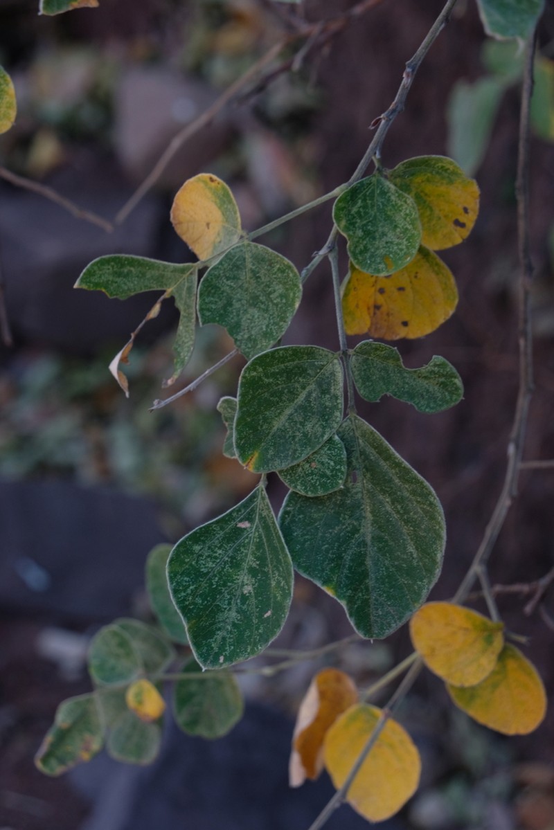 Sunhangia yunnanensis photo 2