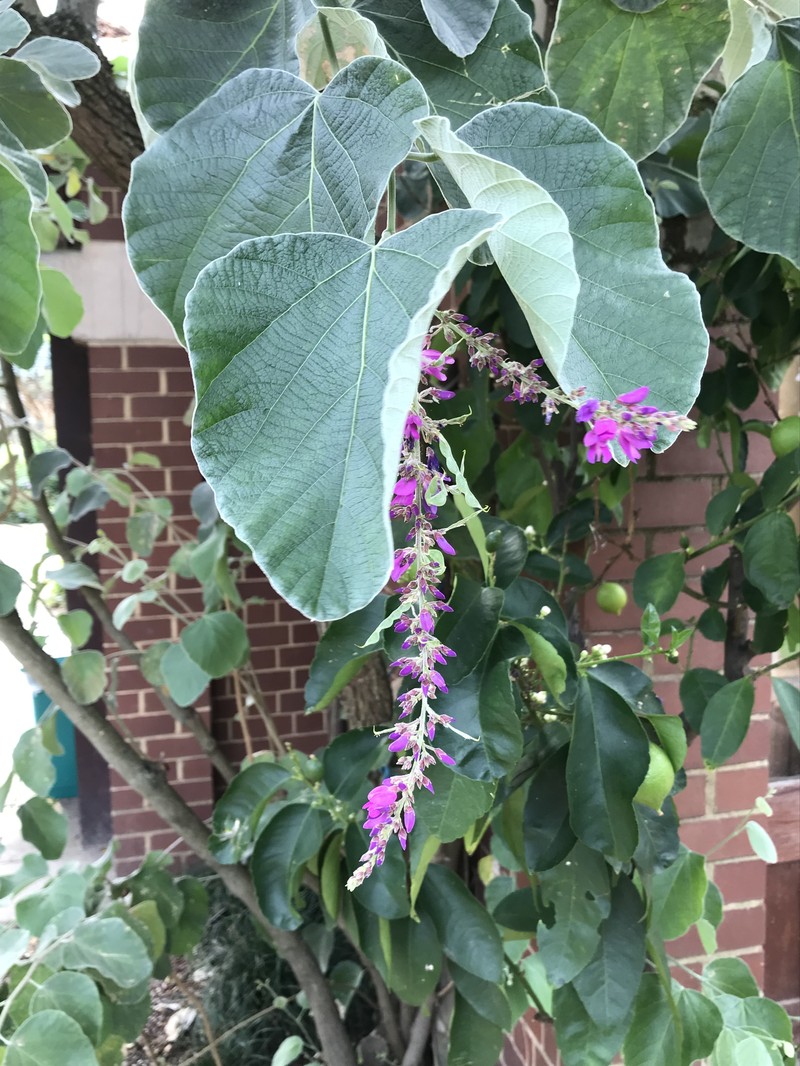 Sunhangia yunnanensis photo 6