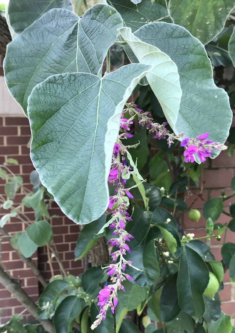 Sunhangia yunnanensis photo 7