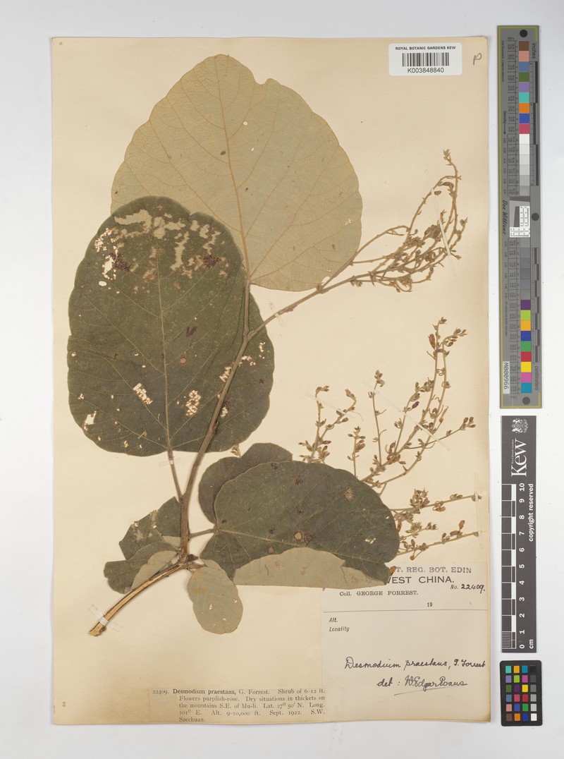 Sunhangia yunnanensis var. praestans