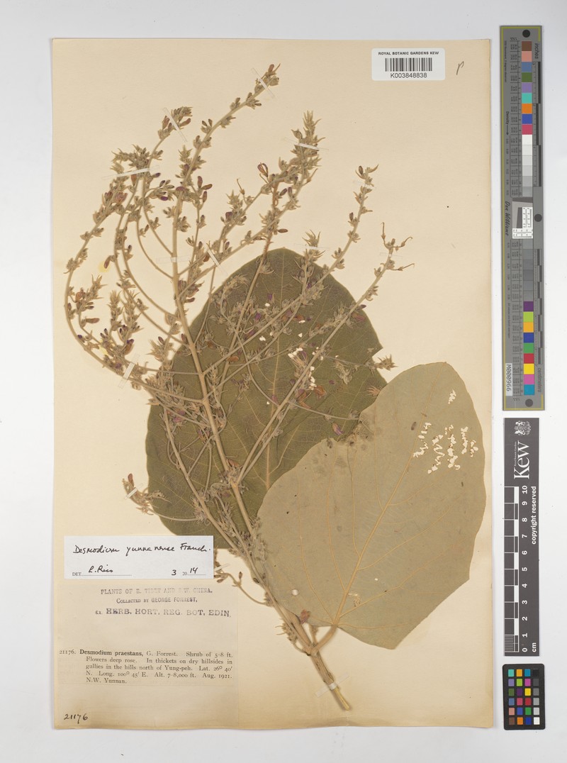 Sunhangia yunnanensis var. praestans photo 3