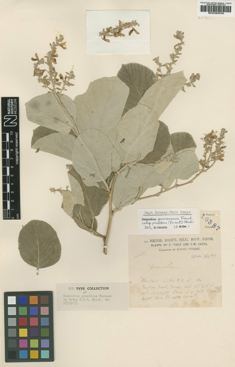 Sunhangia yunnanensis var. praestans photo 4